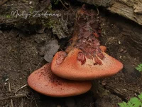 Biefstukzwammen [Fistulinaceae]